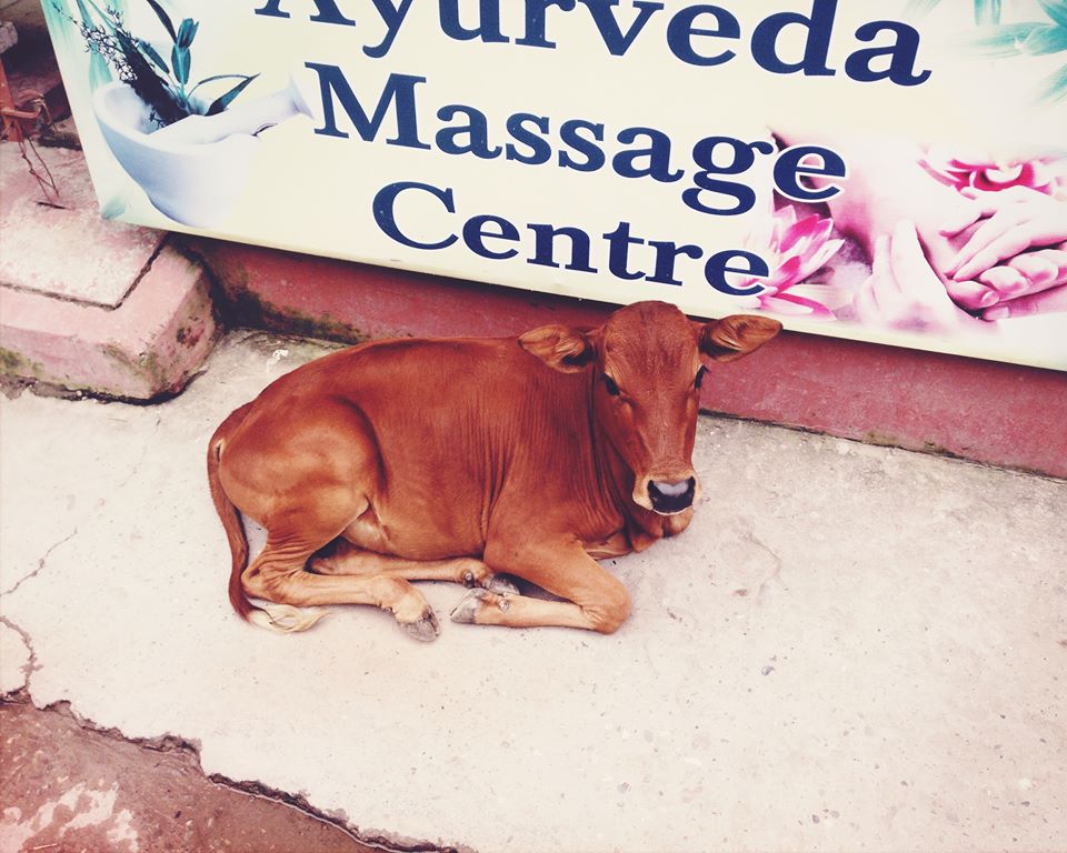 One week in the foothills of the Himalayas | Kimberly Hetherington | Art Therapy with Kimberly