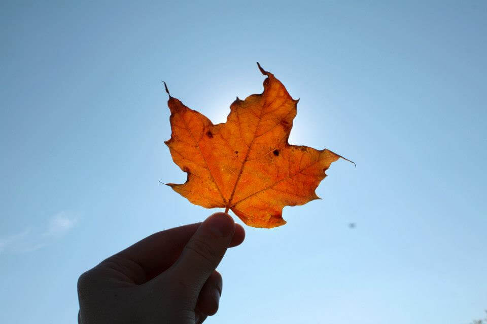 Happy Thanksgiving, a post for Elizabeth | Kimberly Hetherington | Art Therapy with Kimberly