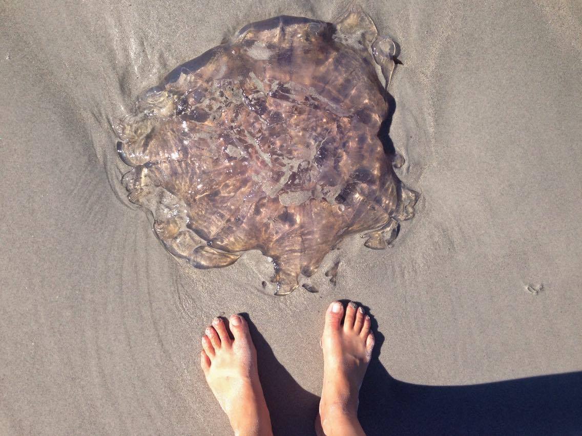 15844145_10100258525298078_292387329995359334_o