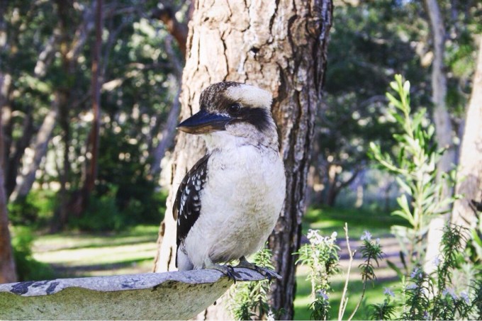 kookaburra in Sandbar camp ground