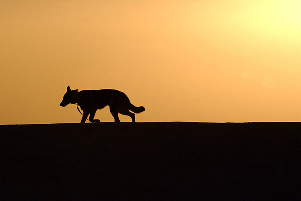 Ramblings from an untamed mind | Kimberly Hetherington | Art Therapy with Kimberly