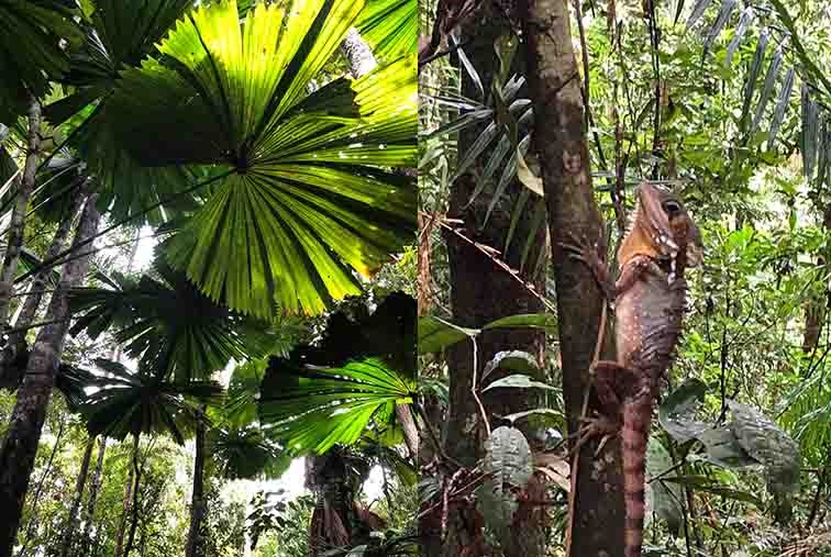 Daintree rain forest