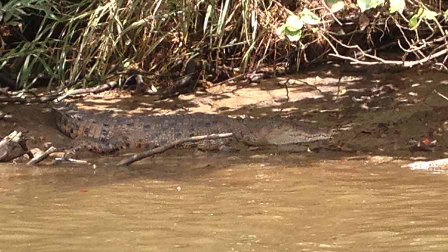 Crocodile cruise in Cairns