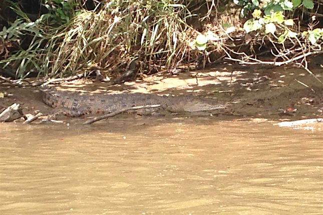 Crocodile cruise in Cairns | Kimberly Hetherington | Art Therapy with Kimberly