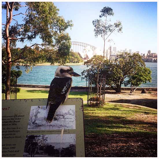 a kookaburra overlooking the Opera House | Kimberly Hetherington | Art Therapy with Kimberly