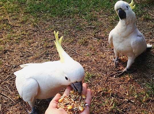 A daily dose of inspiration: Elizabeth's birthday month of quotes | Kimberly Hetherington | Art Therapy with Kimberly