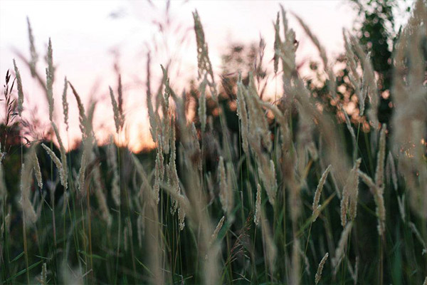 grass at sunset | Kimberly Hetherington | Art Therapy with Kimberly