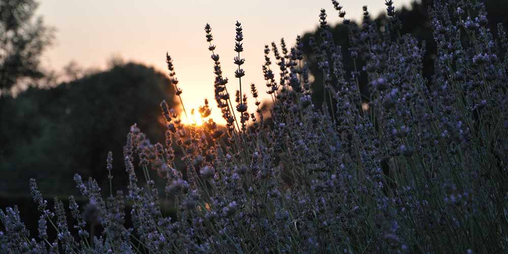 sunset lavendar trees