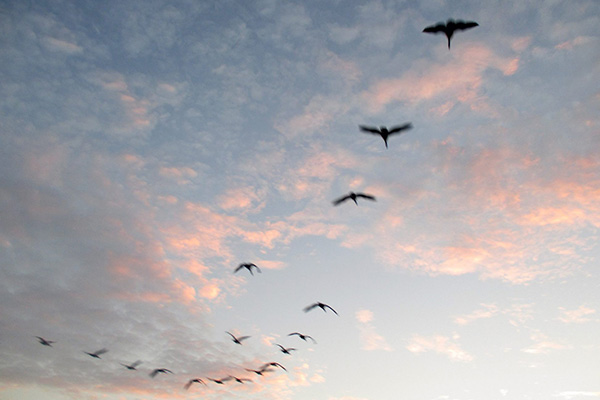 in flight | Life After Elizabeth