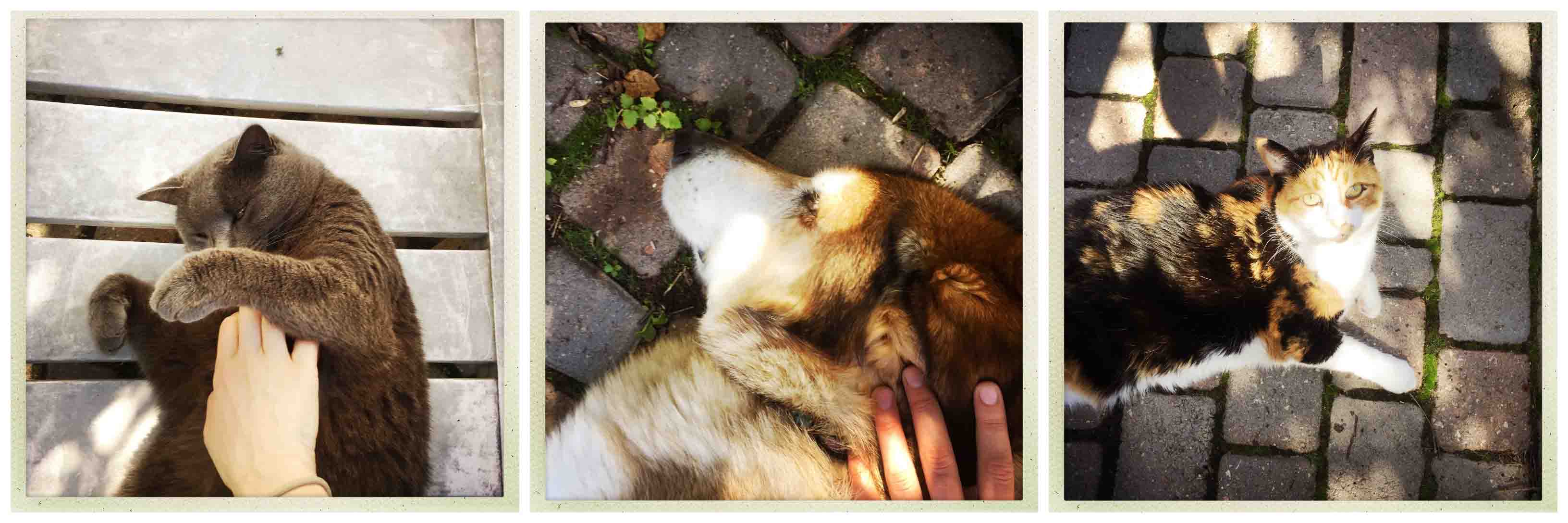 Sabre, Jaggy, Abby | 28 days of gratitude