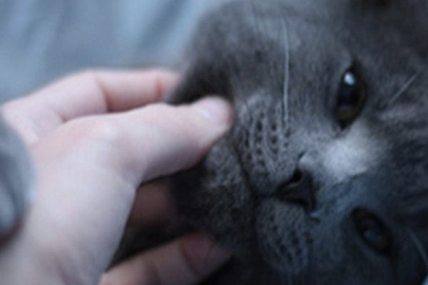 the amazing feeling in winning over a cat