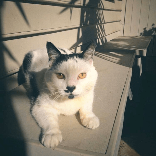 the Cat Lucy who looked like Hitler | Kimberly Hetherington | Art