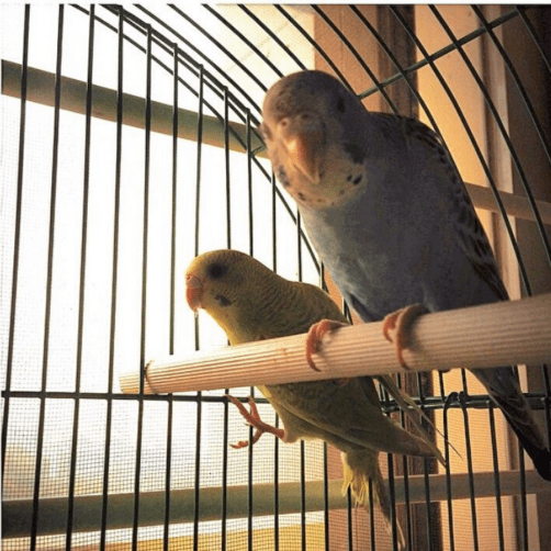 Merlin and Luna |my boring pet birds | Kimberly Hetherington | Art Therapy with Kimberly