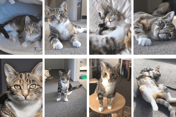 Our cat Pippin | Kimberly Hetherington | Art Therapy with Kimberly