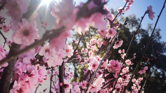 If spring was a person - kimberly hetherington | Art Therapy with Kimberly