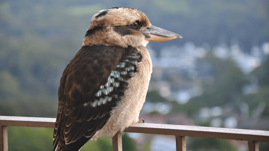 Little Kookaburra wishing us good luck | Kimberly Hetherington