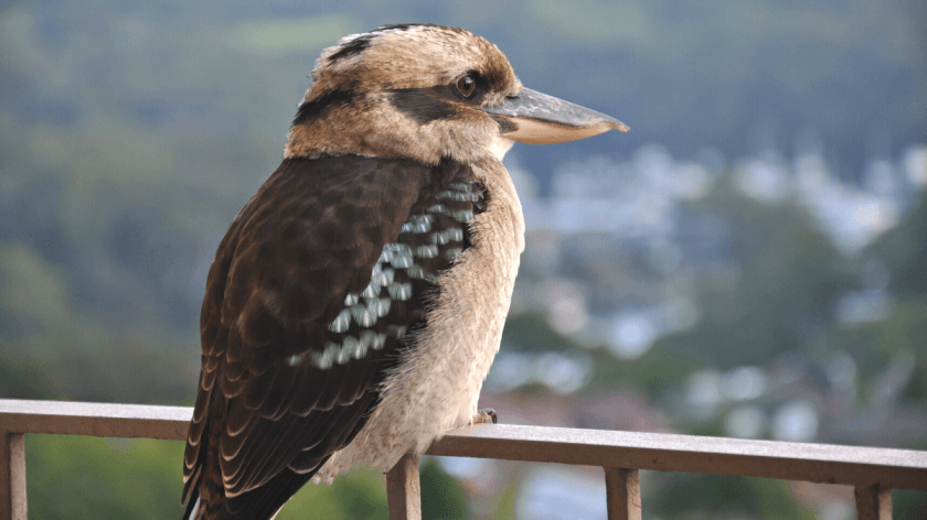 Little Kookaburra wishing us good luck | Kimberly Hetherington