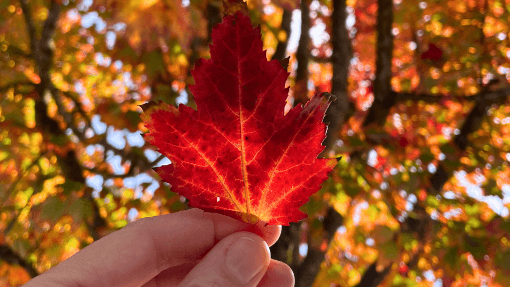 i see beauty again | Kimberly Hetherington