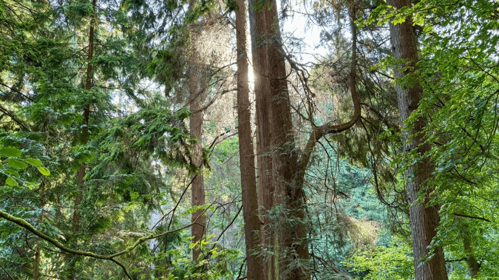 Just Listen by Rachel Naomi Remen | Art Therapy with Kimberly